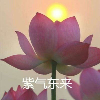 破晓黎明手游小米版下载